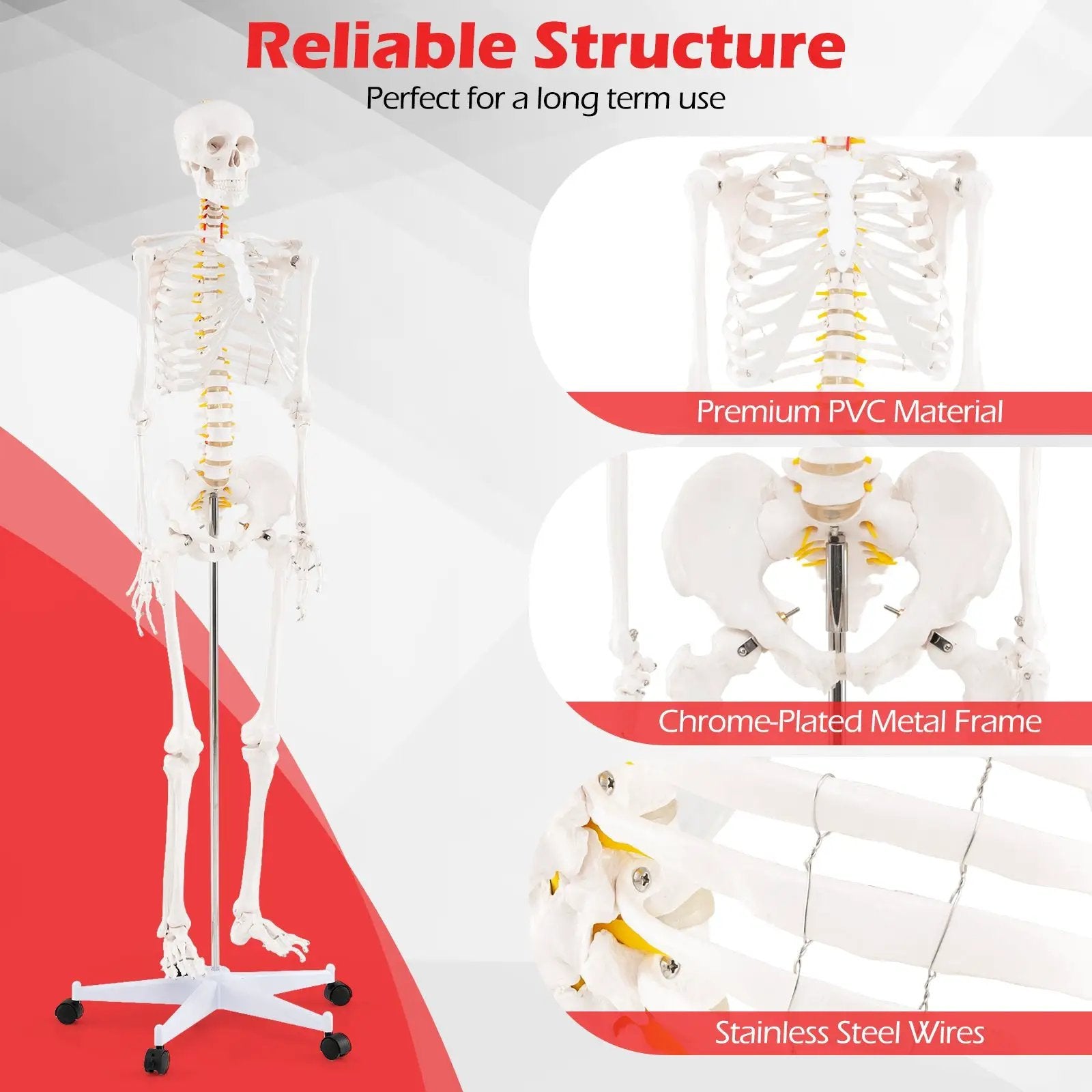 Life Size Human Skeleton Model for Anatomy Anatomical Skeleton with Nerves System by DirectDeals