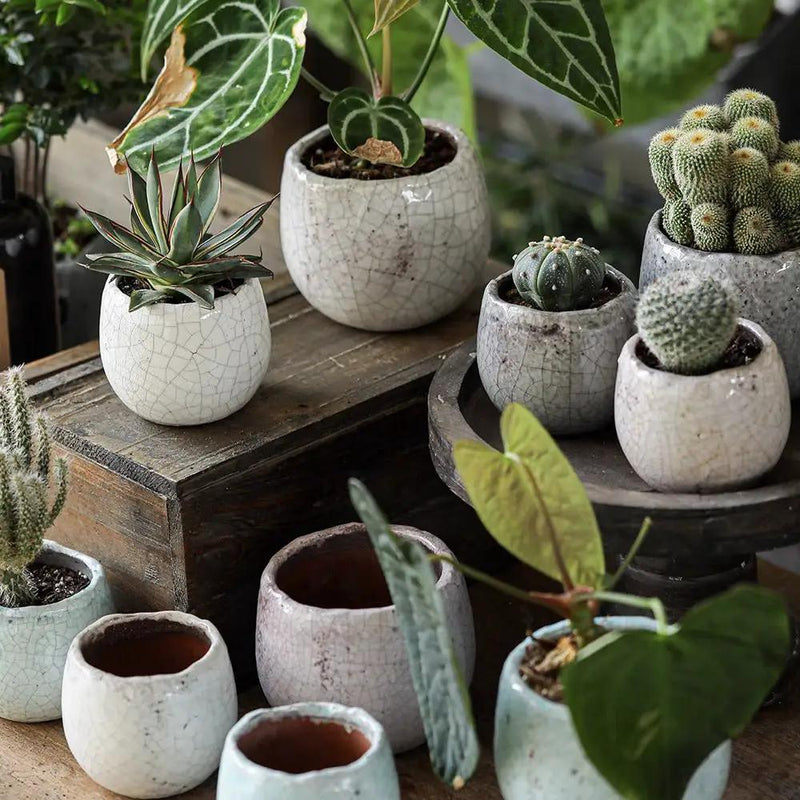Crackle Glazed Succulent Pot Randomly Picked Set of 5 by RusticReach
