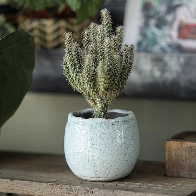 Crackle Glazed Succulent Pot Randomly Picked Set of 5 by RusticReach