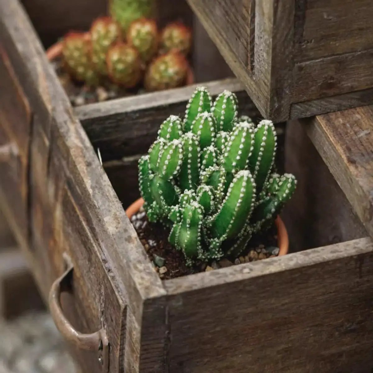 Farmhouse Wooden Box for Succulents or Flowers by RusticReach