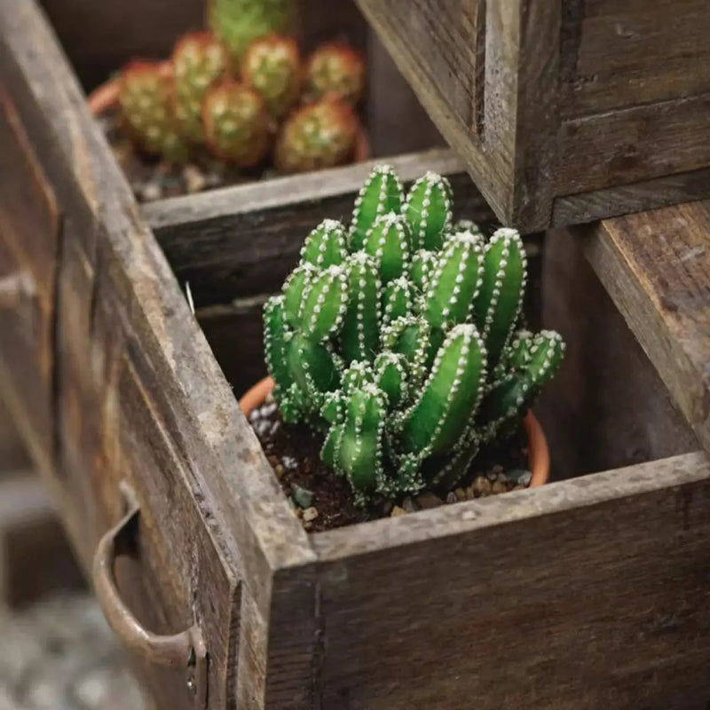 Farmhouse Wooden Box for Succulents or Flowers by RusticReach