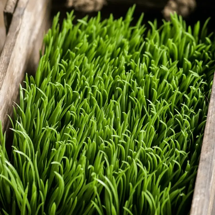 Faux Grass in Black Pot by RusticReach