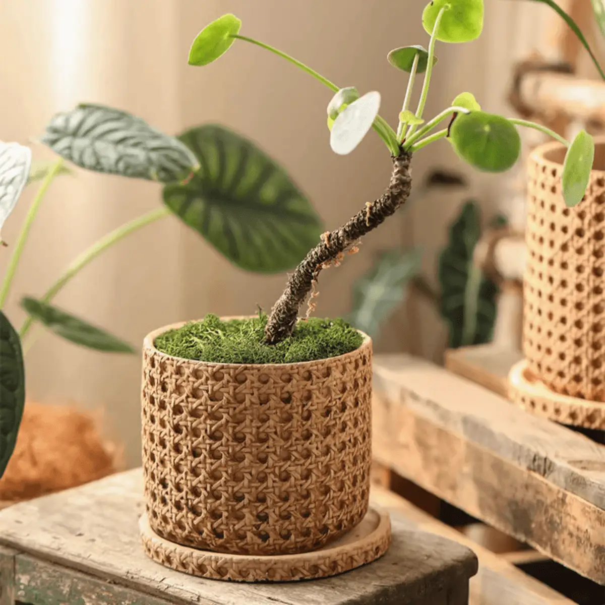 Faux Woven Grid Cement Pot by RusticReach