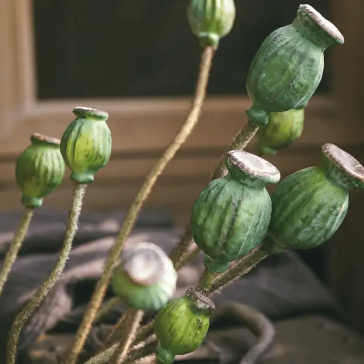 Green Poppy Fruit Stem 30.7" Tall 3-Stem Bundle by RusticReach
