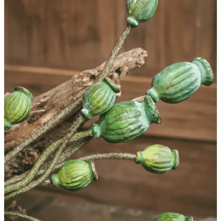 Green Poppy Fruit Stem 30.7" Tall 3-Stem Bundle by RusticReach