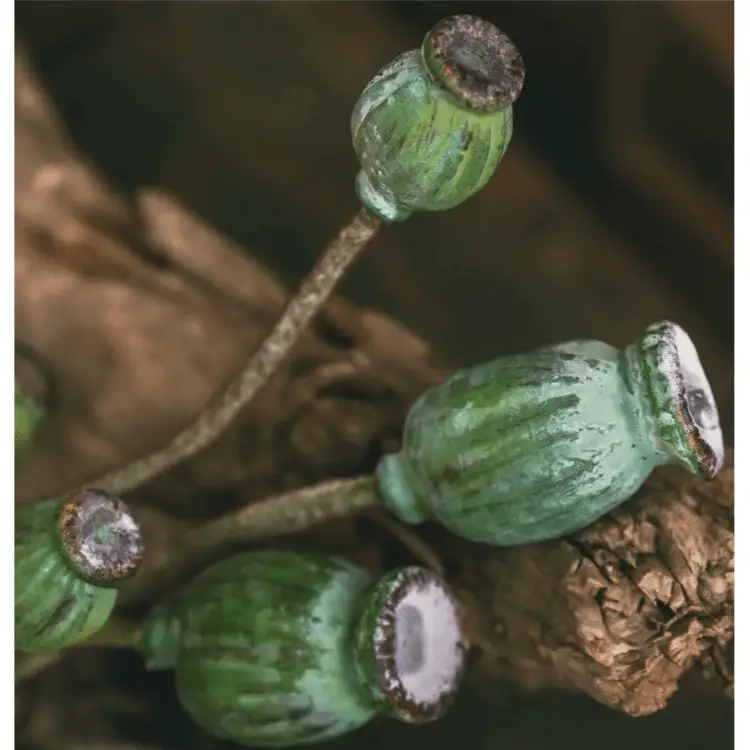 Green Poppy Fruit Stem 30.7" Tall 3-Stem Bundle by RusticReach
