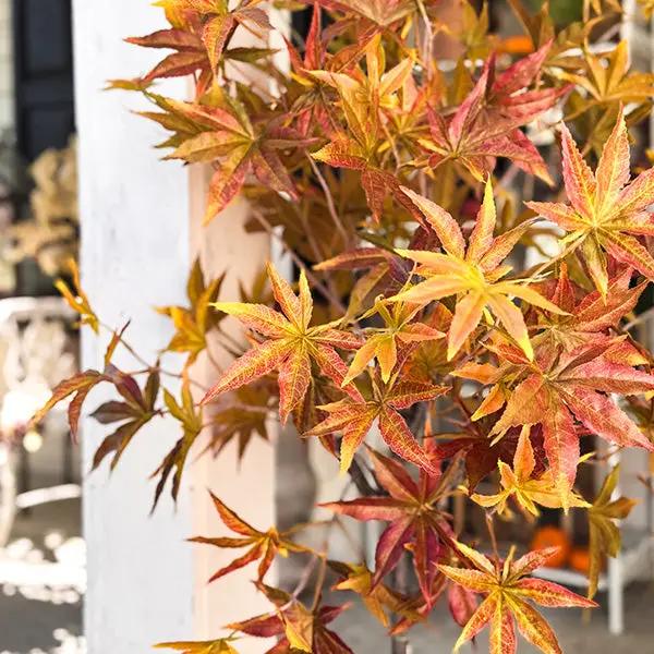 52 Inch Potted Foliage Maple Leaf Faux Tree by Decor Steals