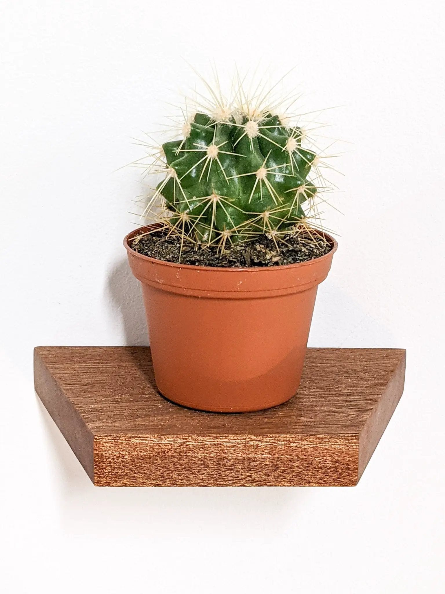 Small Trapezoid Display Shelf in Mahogany by NookWoodworking