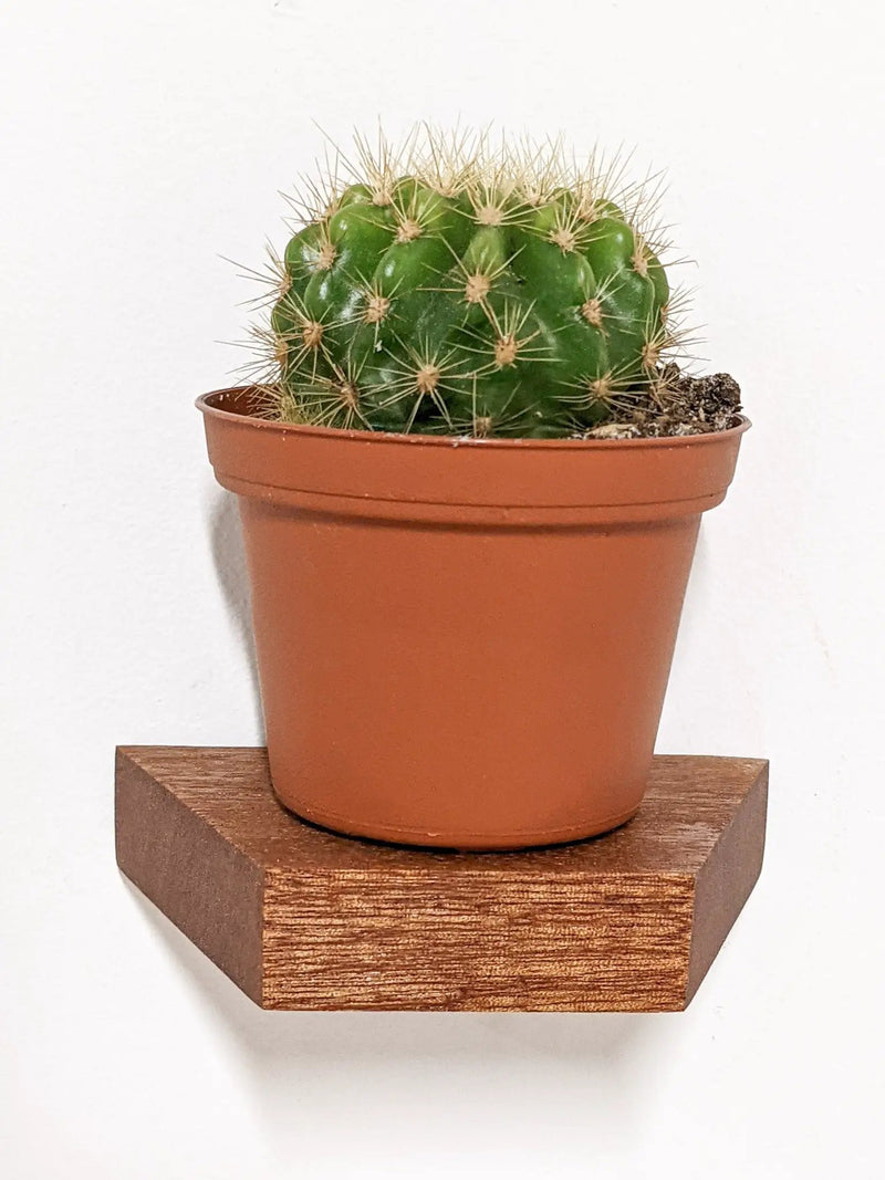 Small Trapezoid Display Shelf in Mahogany by NookWoodworking