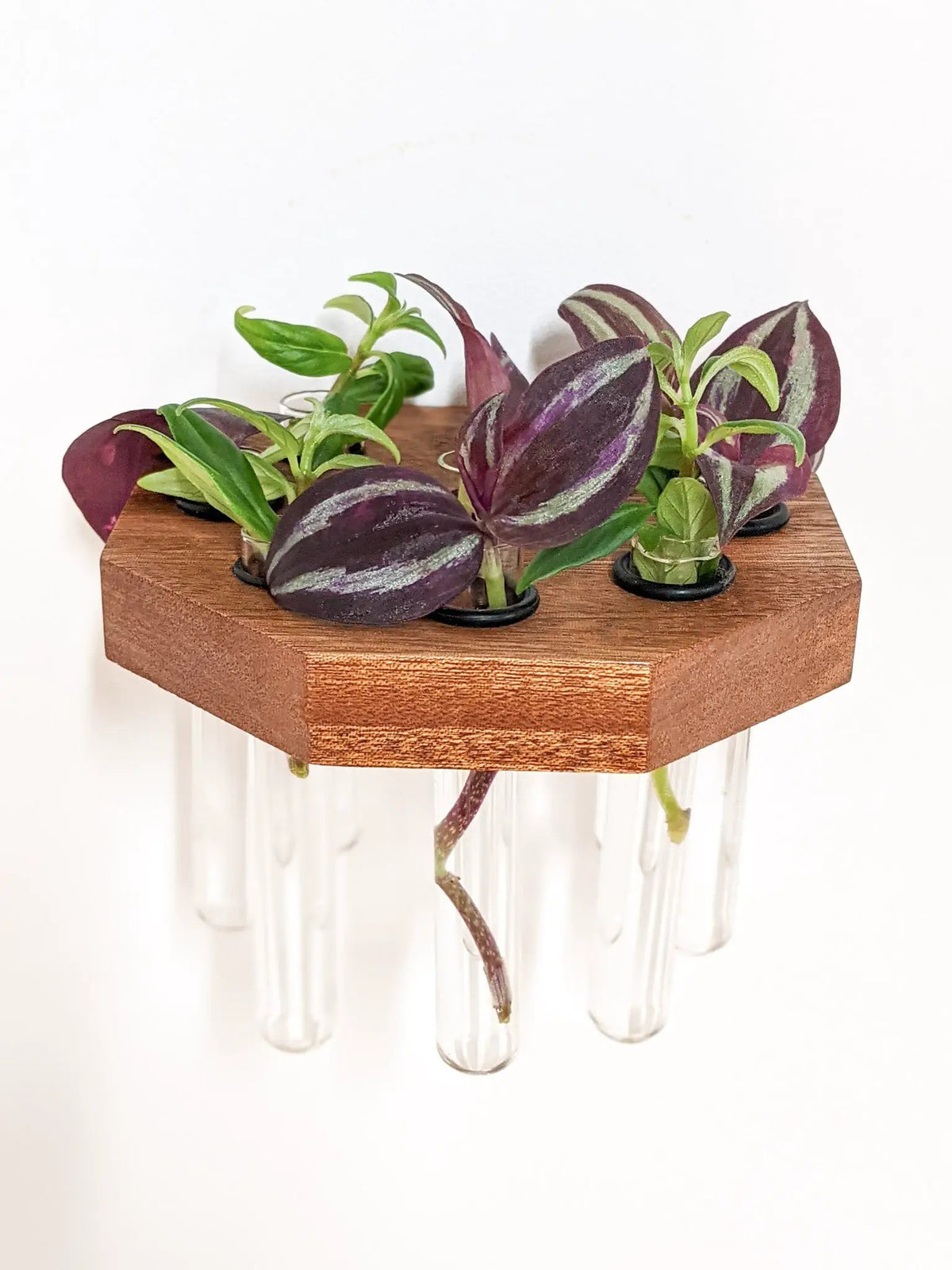 Octagon Propagation Station Shelf for Plant Cuttings, photo 2 of 10