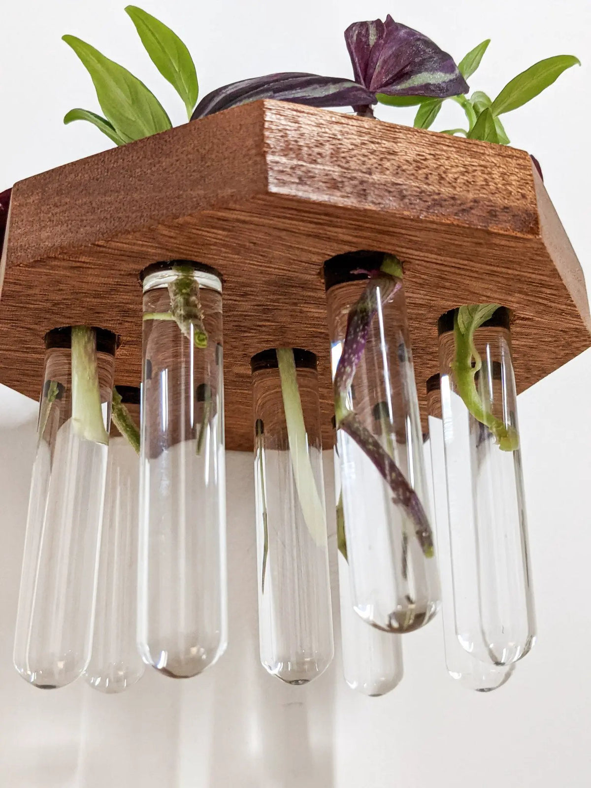 Octagon Propagation Station Shelf for Plant Cuttings, photo 3 of 10