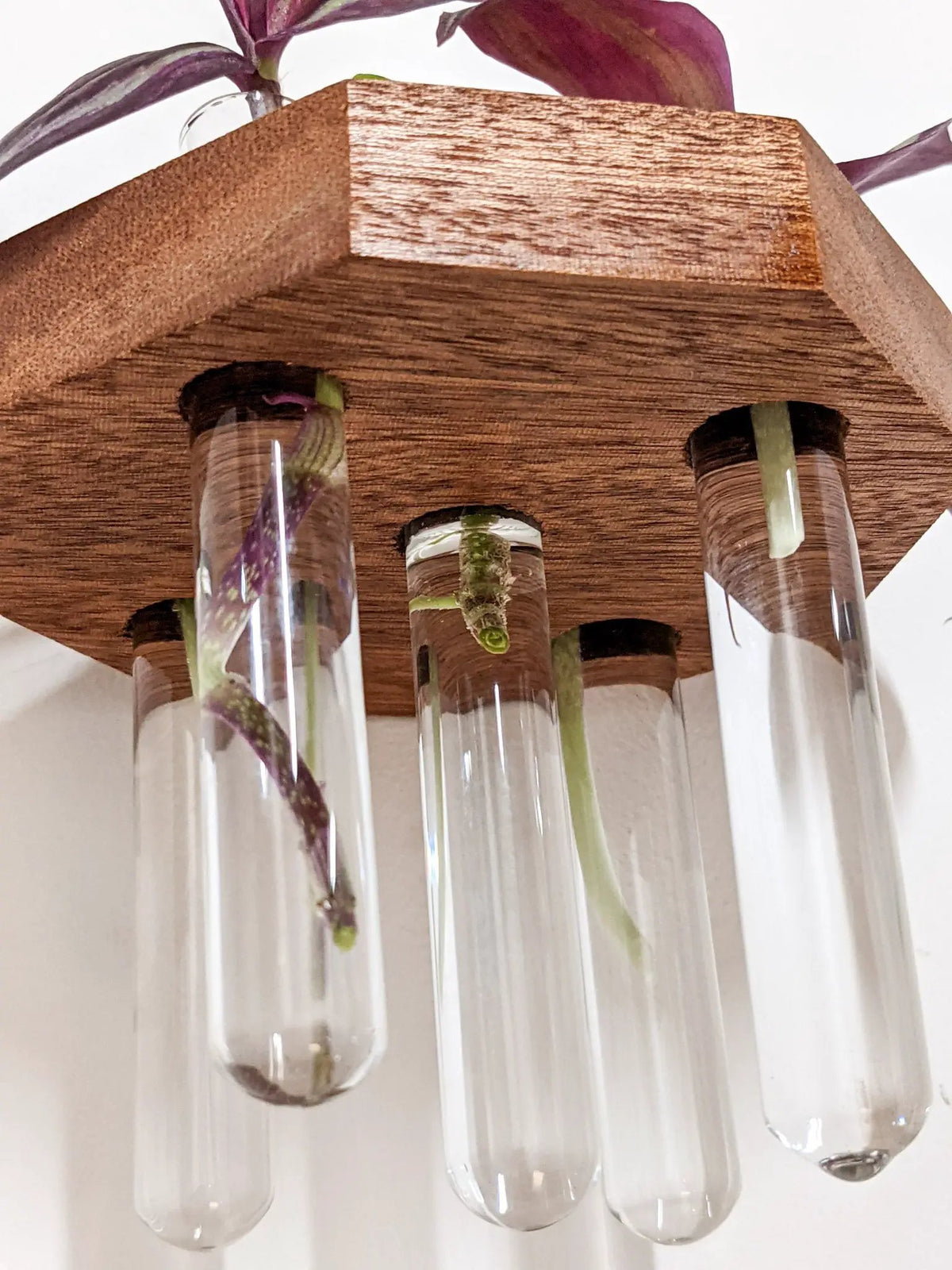 Octagon Propagation Station Shelf for Plant Cuttings, photo 5 of 10