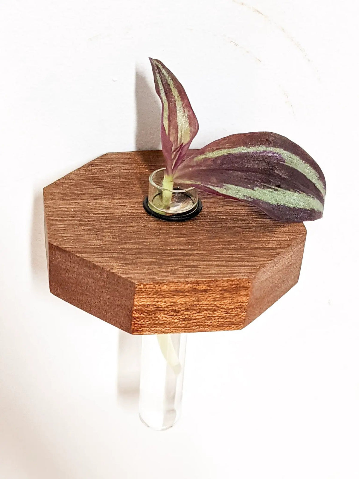 Octagon Propagation Station Shelf for Plant Cuttings, photo 7 of 10