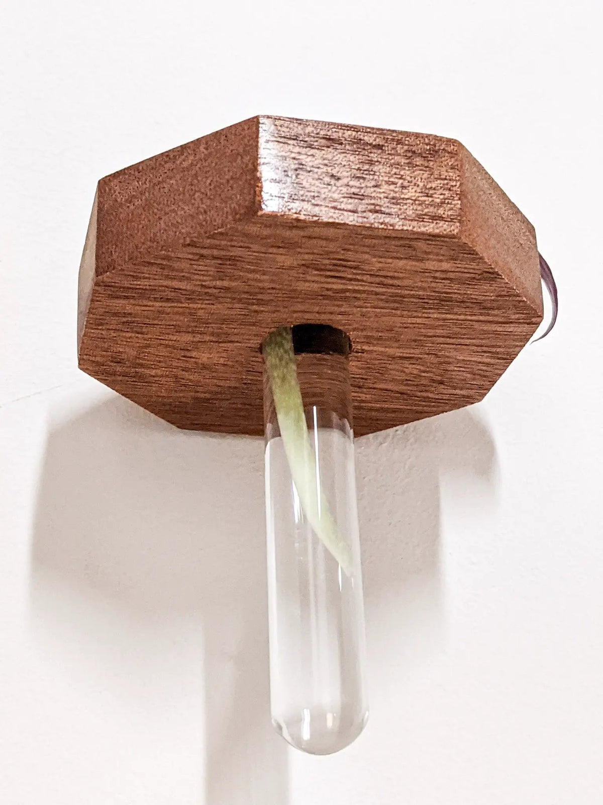 Octagon Propagation Station Shelf for Plant Cuttings, photo 8 of 10