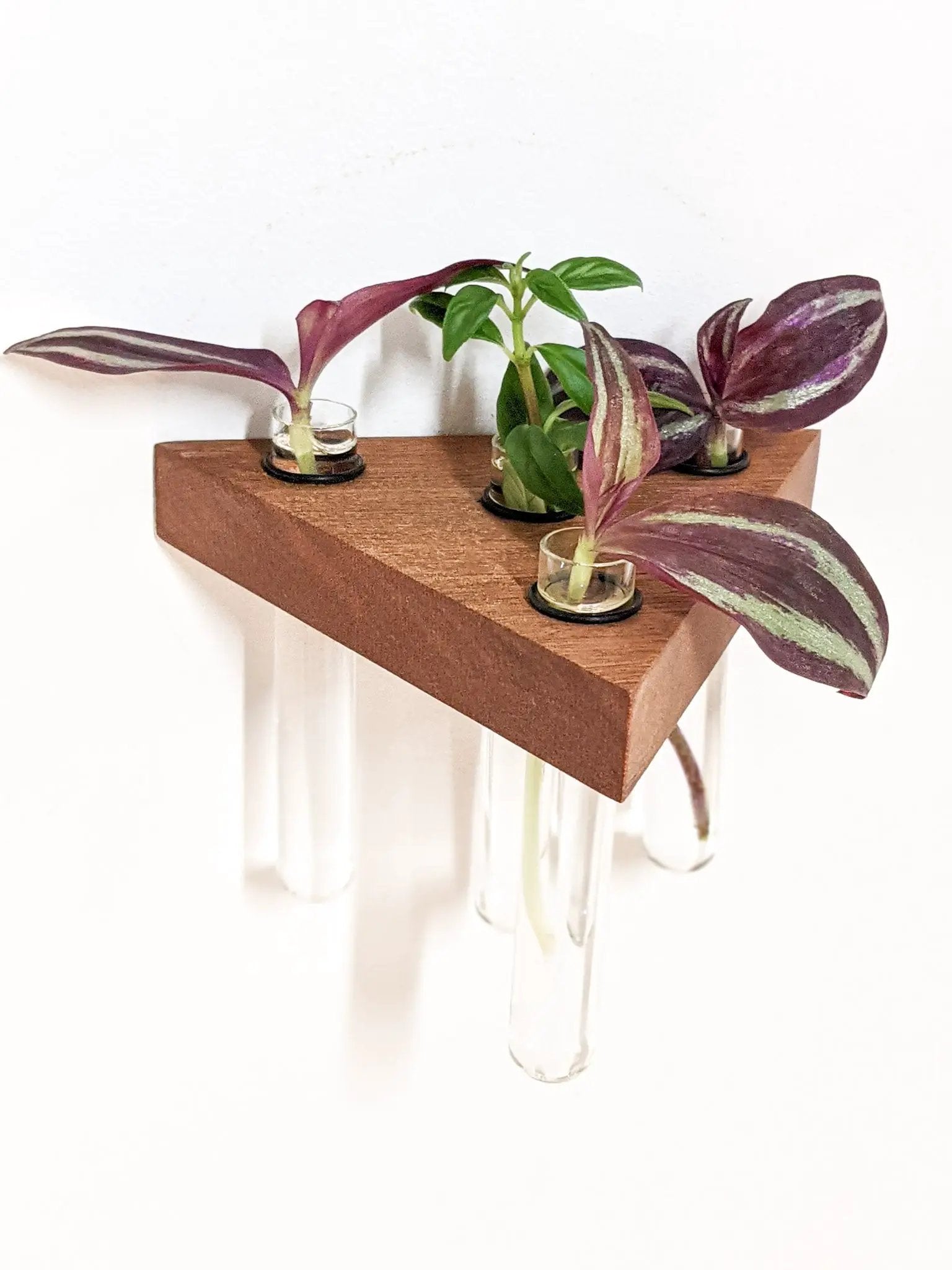 Triangle Propagation Station Shelf for Plant Cuttings by NookWoodworking