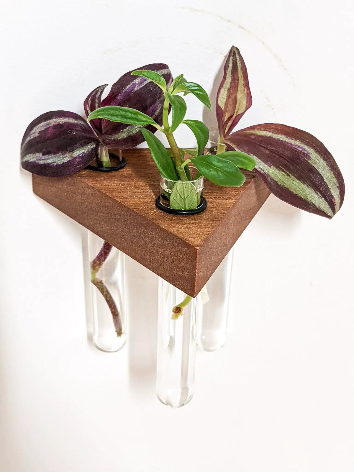 Triangle Propagation Station Shelf for Plant Cuttings, photo 5 of 10