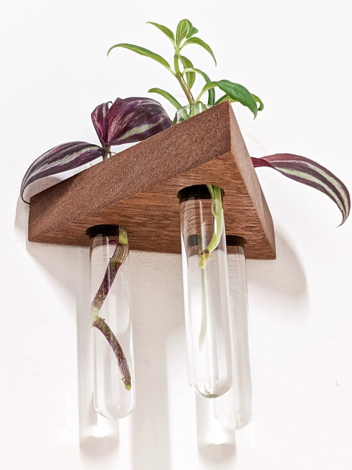 Triangle Propagation Station Shelf for Plant Cuttings, photo 4 of 10