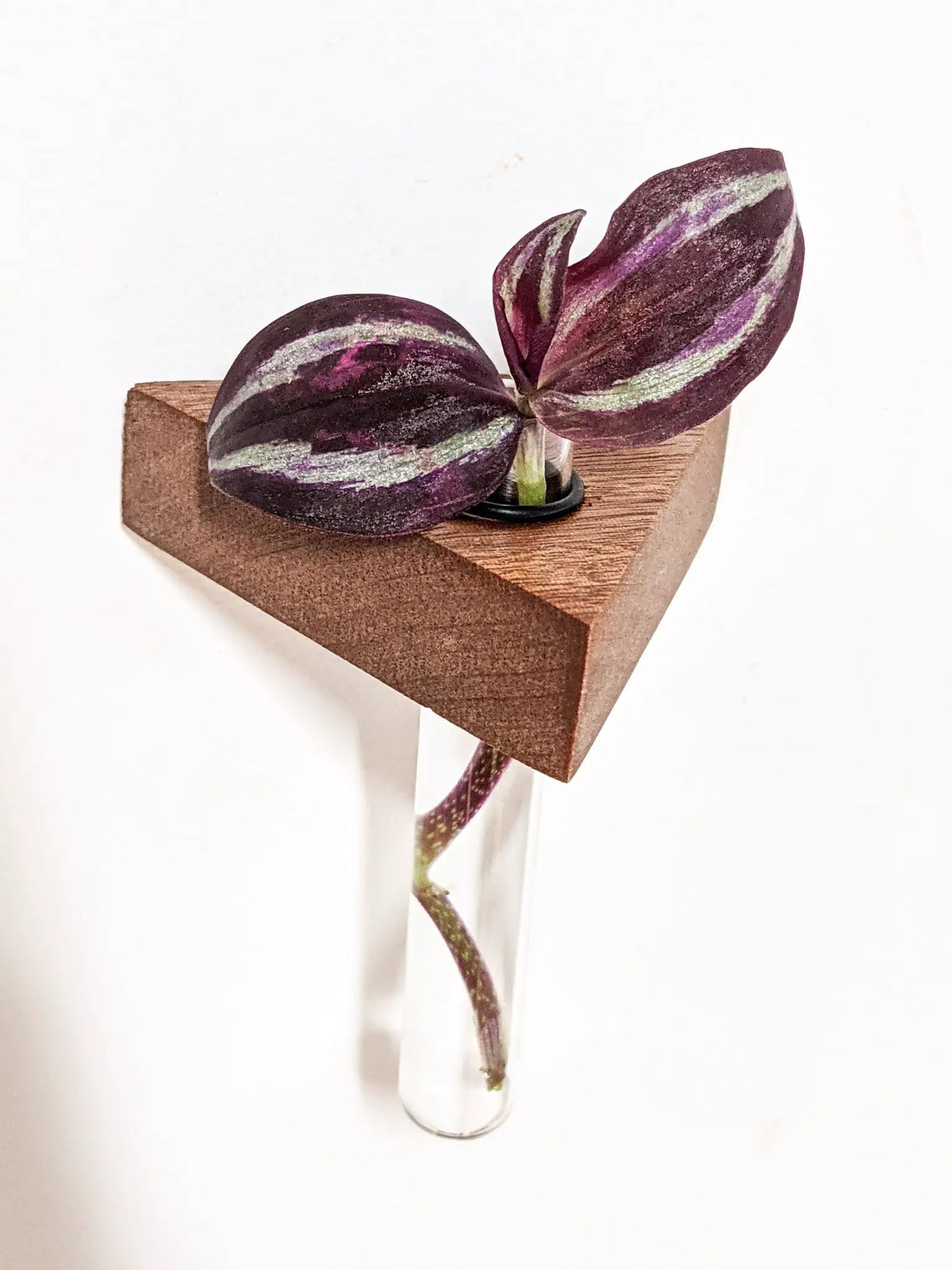 Triangle Propagation Station Shelf for Plant Cuttings, photo 7 of 10