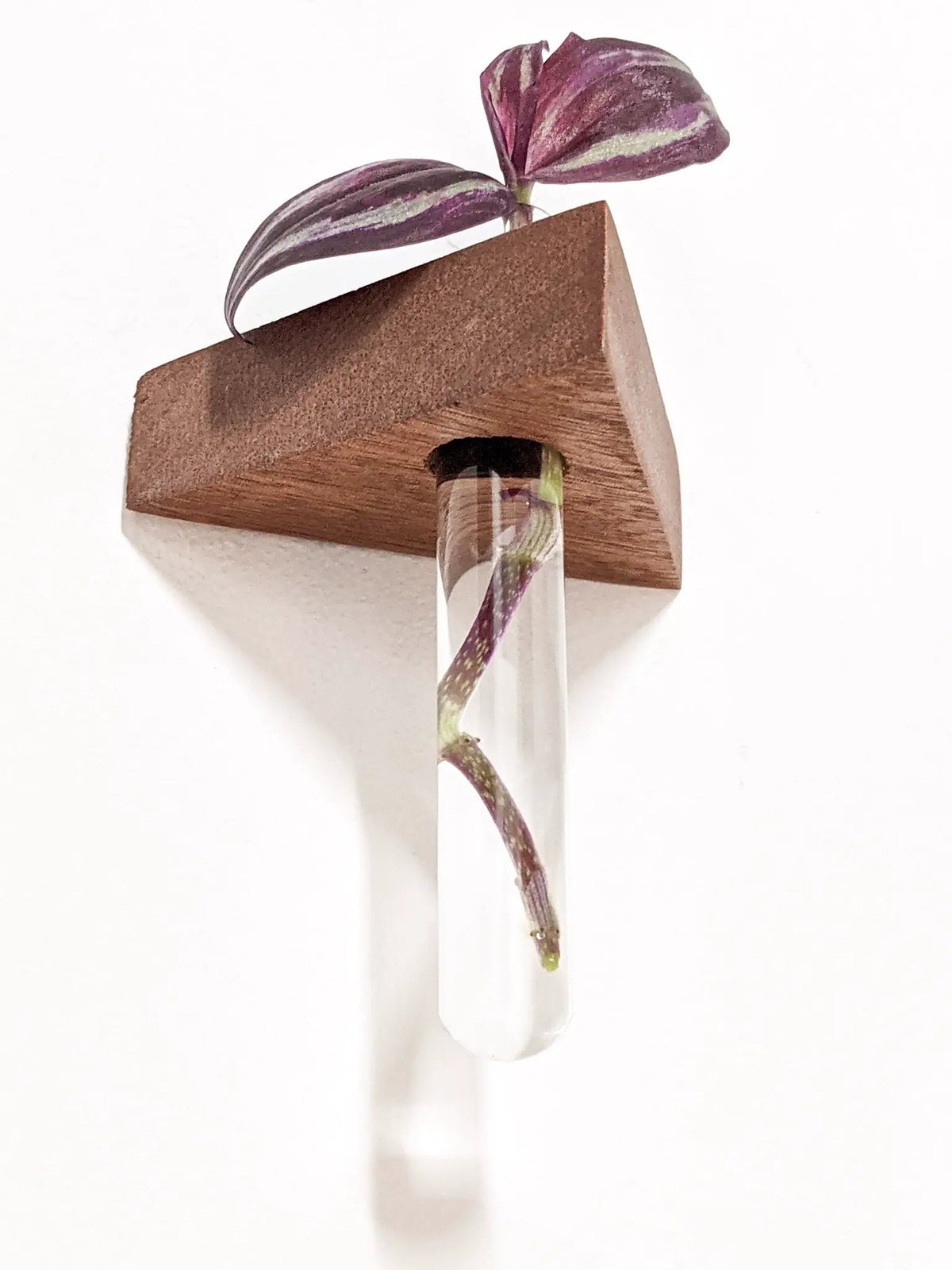 Triangle Propagation Station Shelf for Plant Cuttings, photo 6 of 10