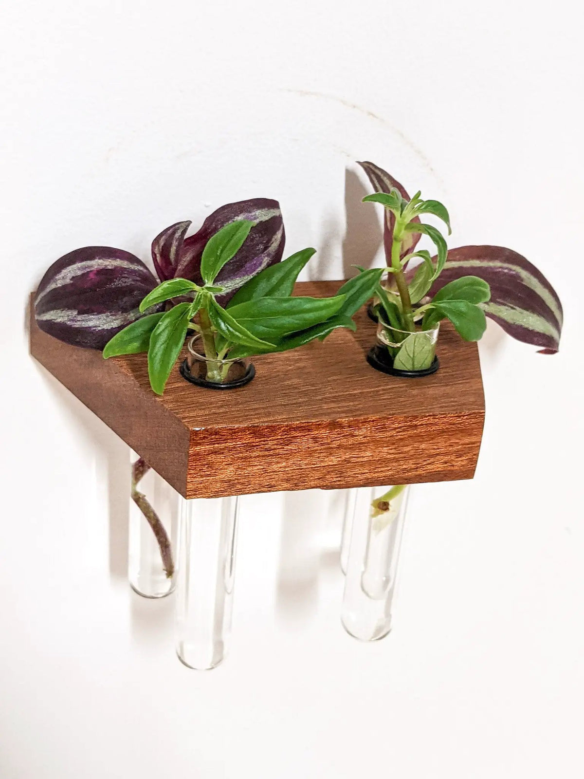 Trapezoid Propagation Station Shelf for Plant Cuttings, photo 4 of 10