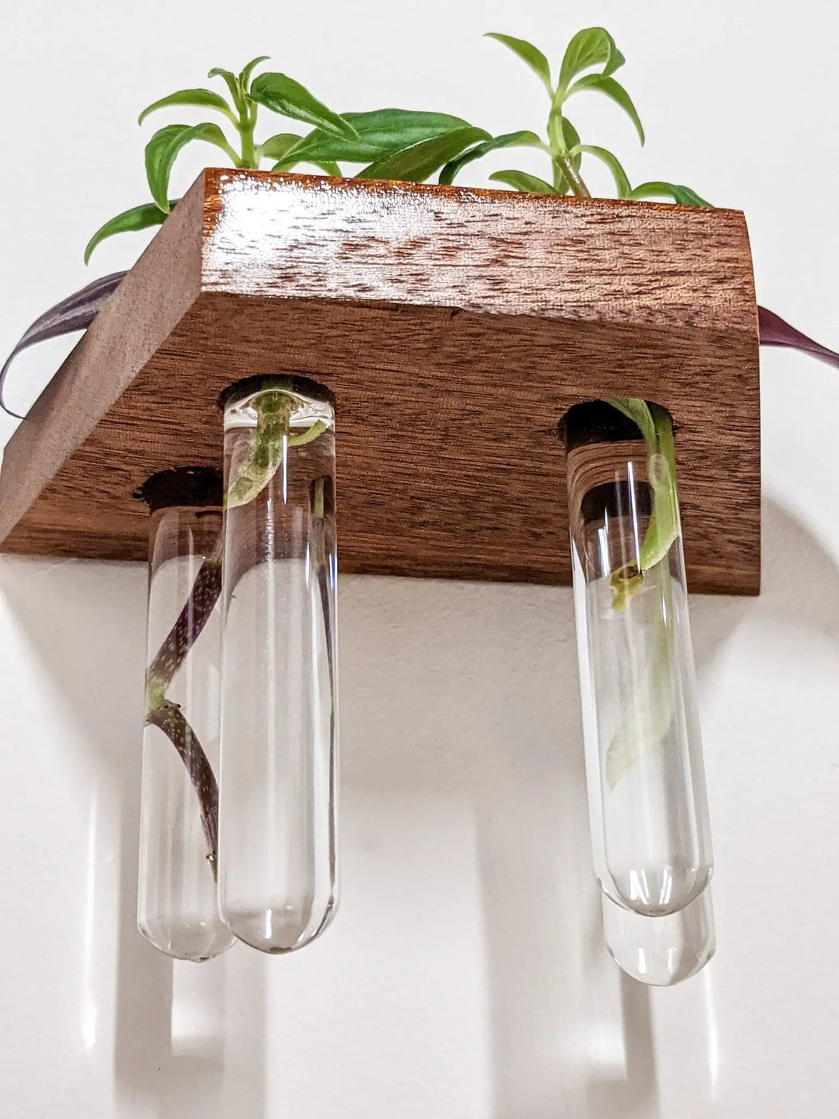 Trapezoid Propagation Station Shelf for Plant Cuttings, photo 5 of 10