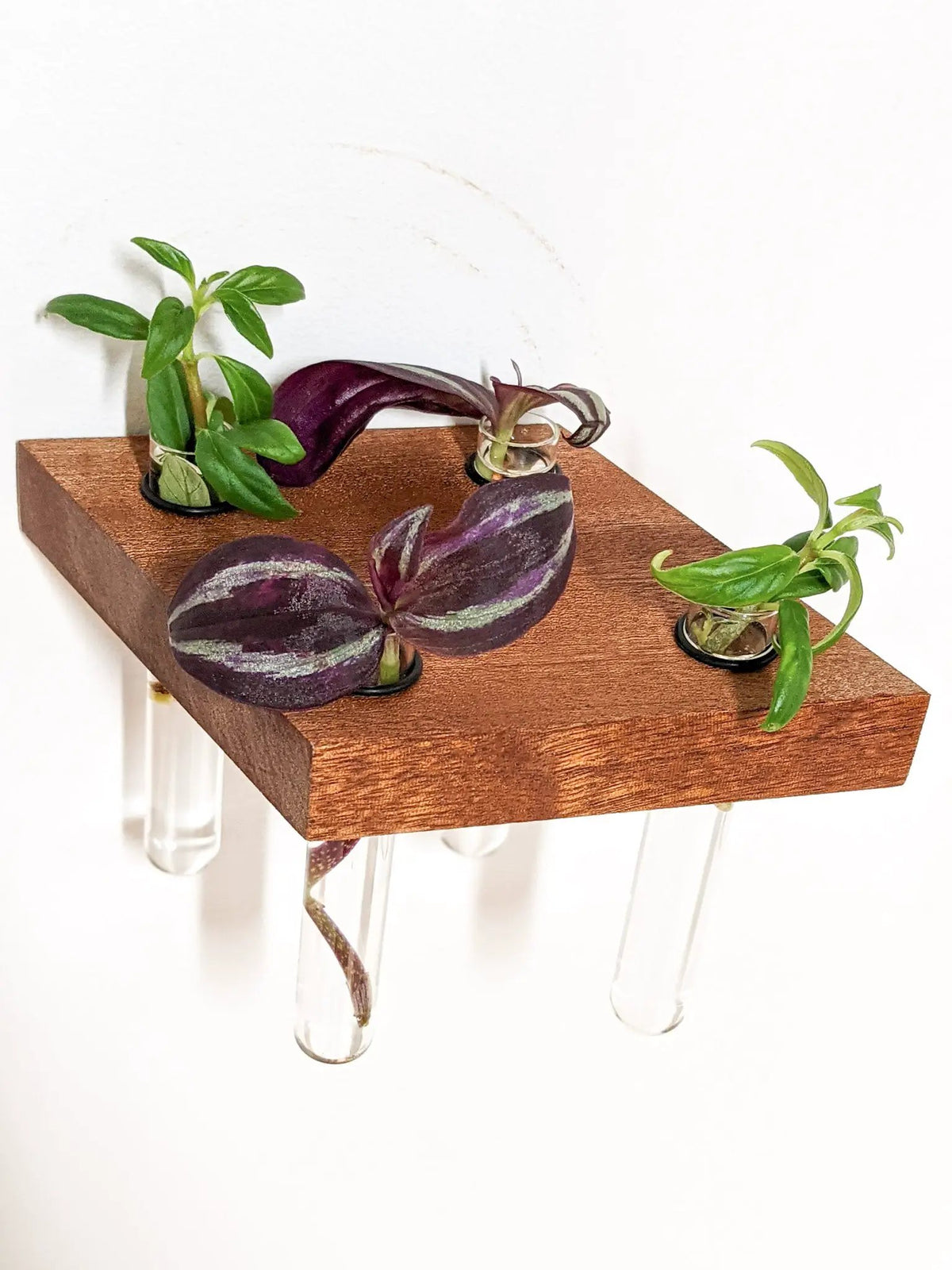 Rhombus Propagation Station Shelf for Plant Cuttings, photo 4 of 10