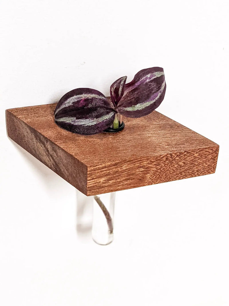 Rhombus Propagation Station Shelf for Plant Cuttings by NookWoodworking
