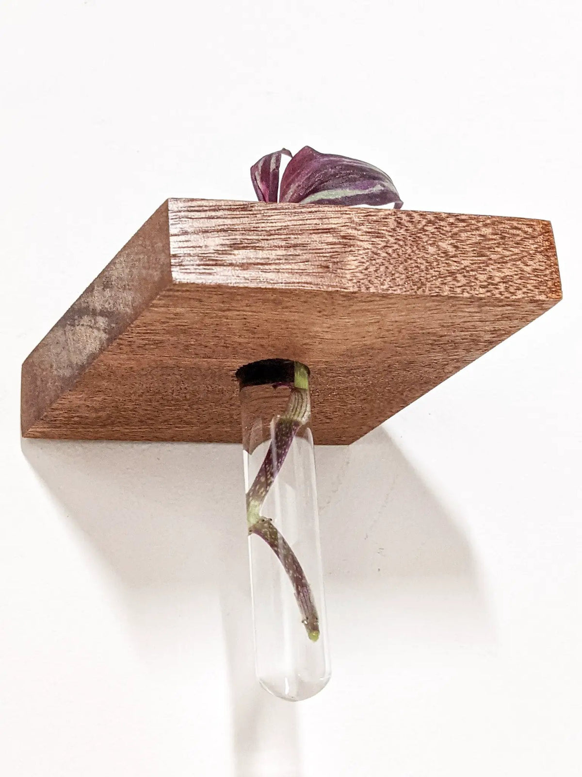 Rhombus Propagation Station Shelf for Plant Cuttings, photo 7 of 10