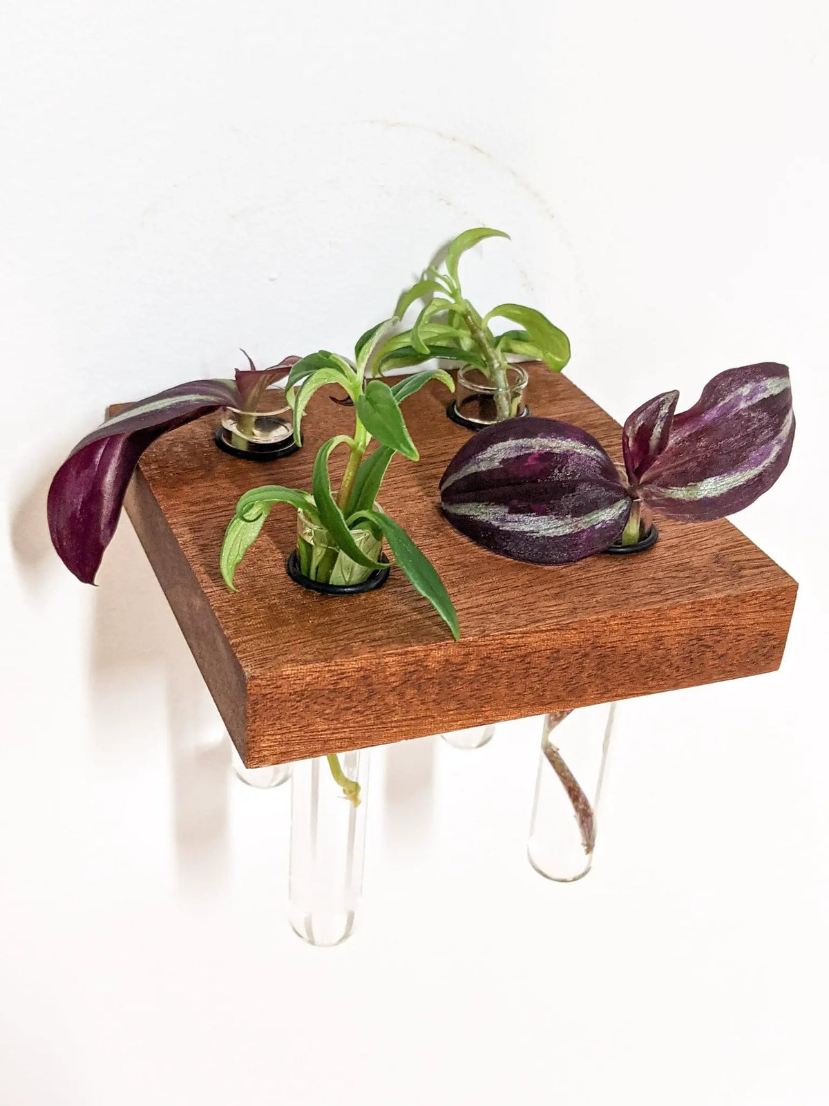 Square Propagation Station Shelf for Plant Cuttings, photo 2 of 9