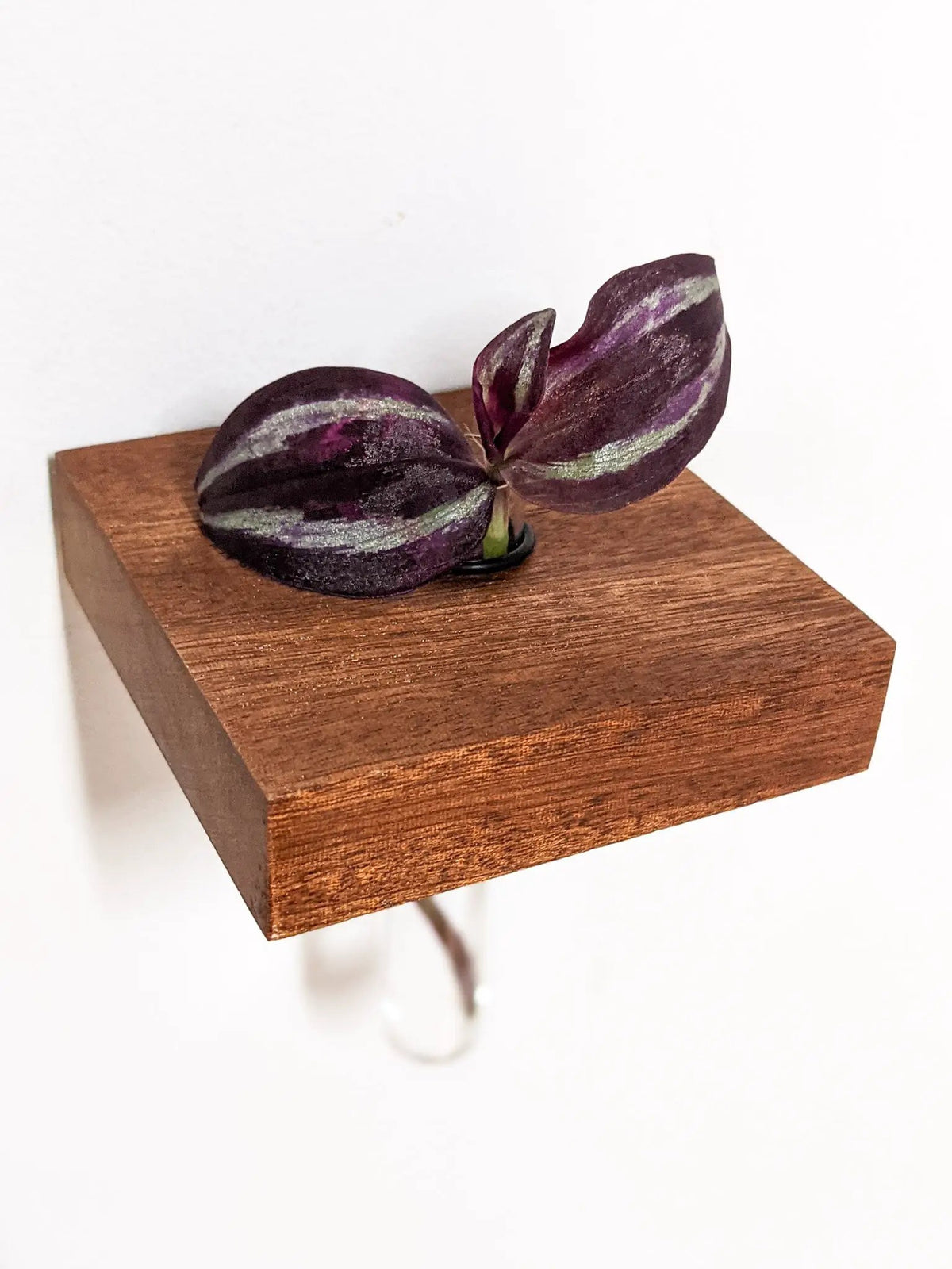 Square Propagation Station Shelf for Plant Cuttings, photo 6 of 9