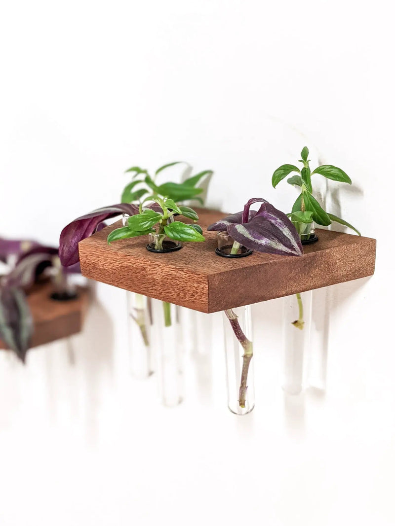 Trapezoid Propagation Station Shelf for Plant Cuttings by NookWoodworking