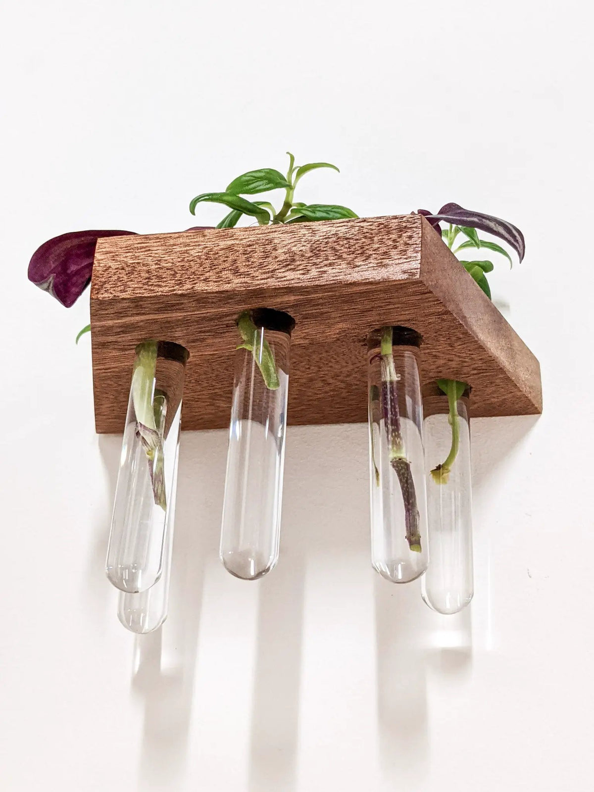 Trapezoid Propagation Station Shelf for Plant Cuttings, photo 3 of 10
