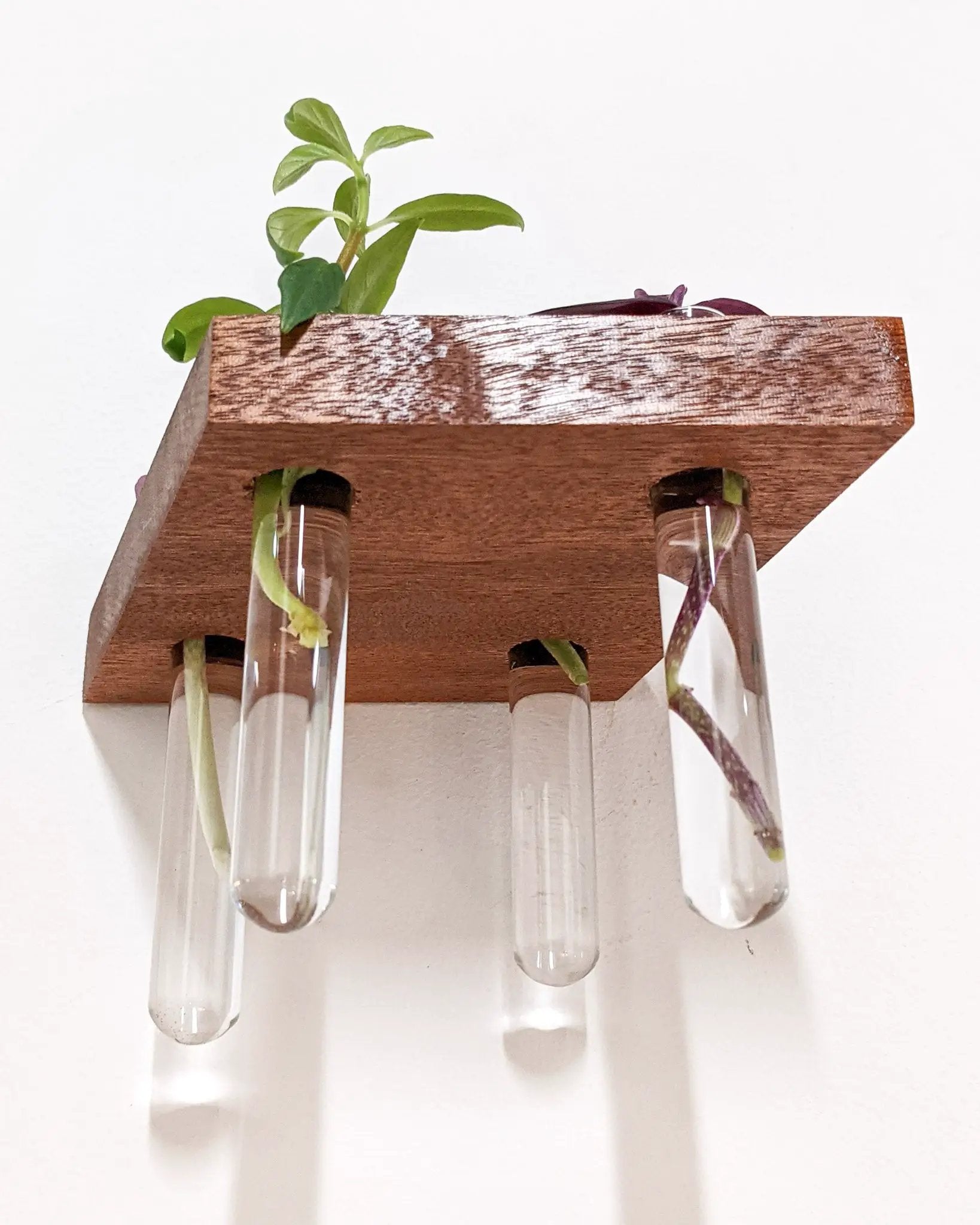 Rhombus Propagation Station Shelf for Plant Cuttings by NookWoodworking