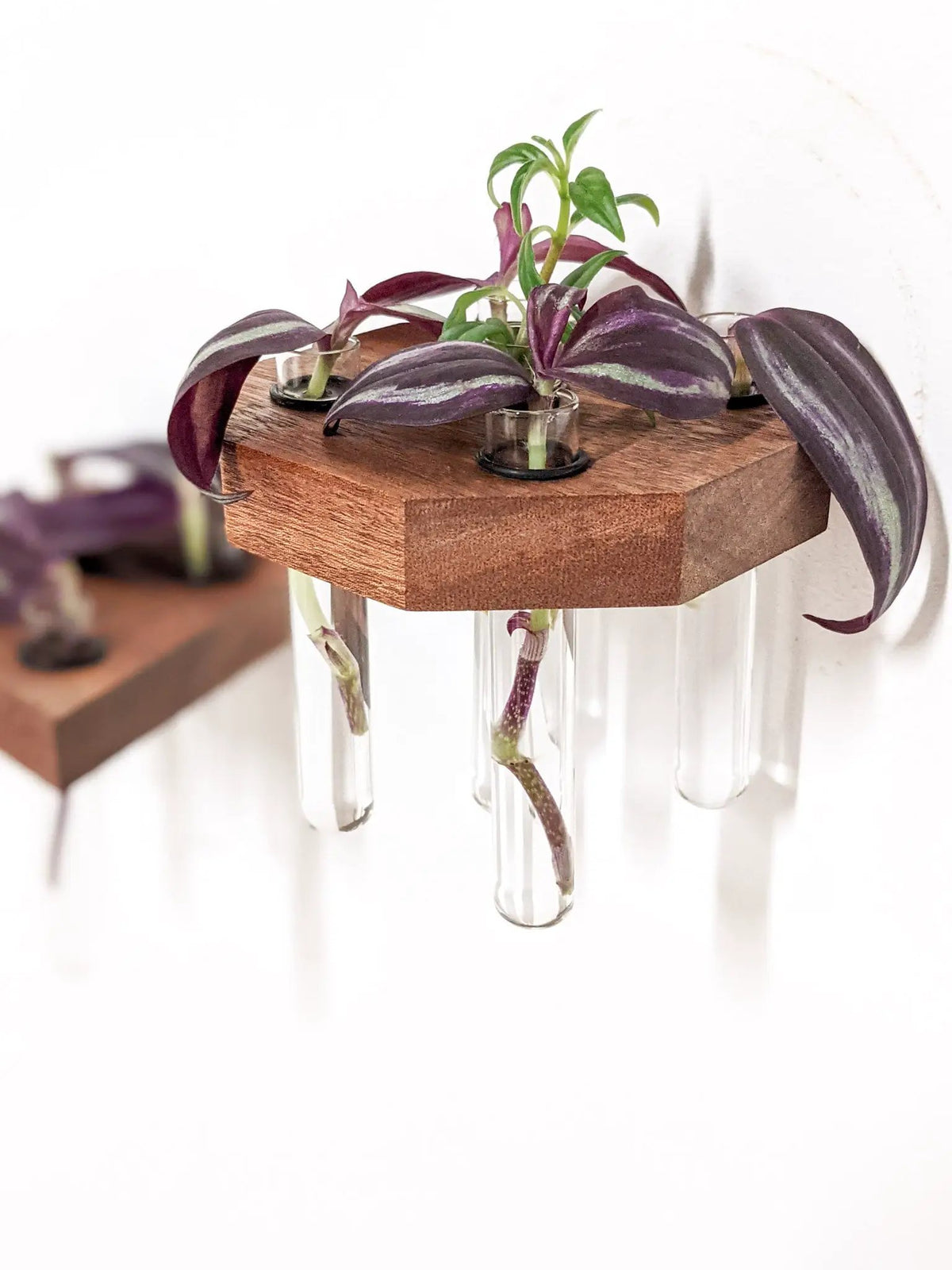 Octagon Propagation Station Shelf for Plant Cuttings, photo 6 of 10
