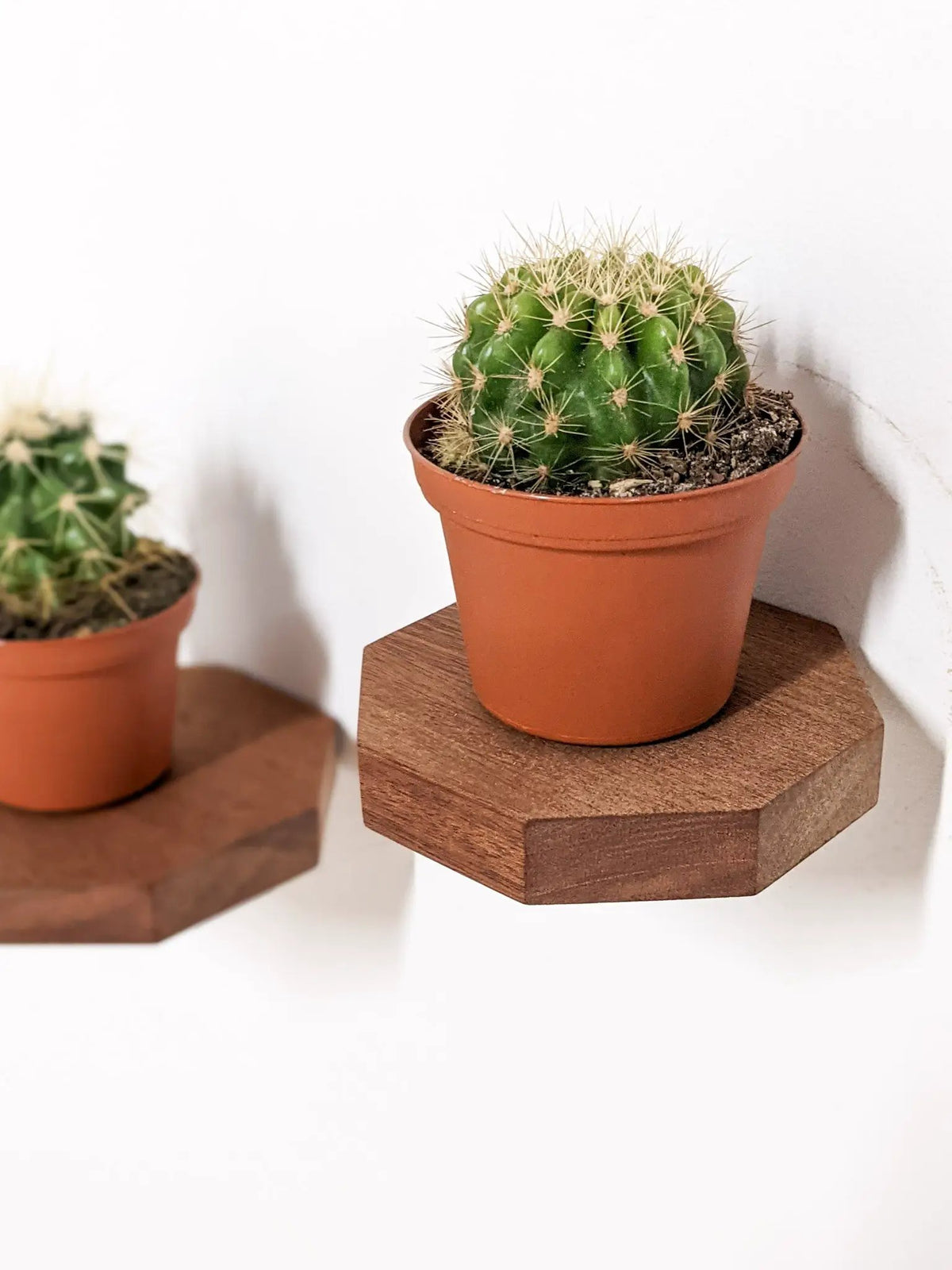 Small Octagon Display Shelf in Mahogany, photo 2 of 10