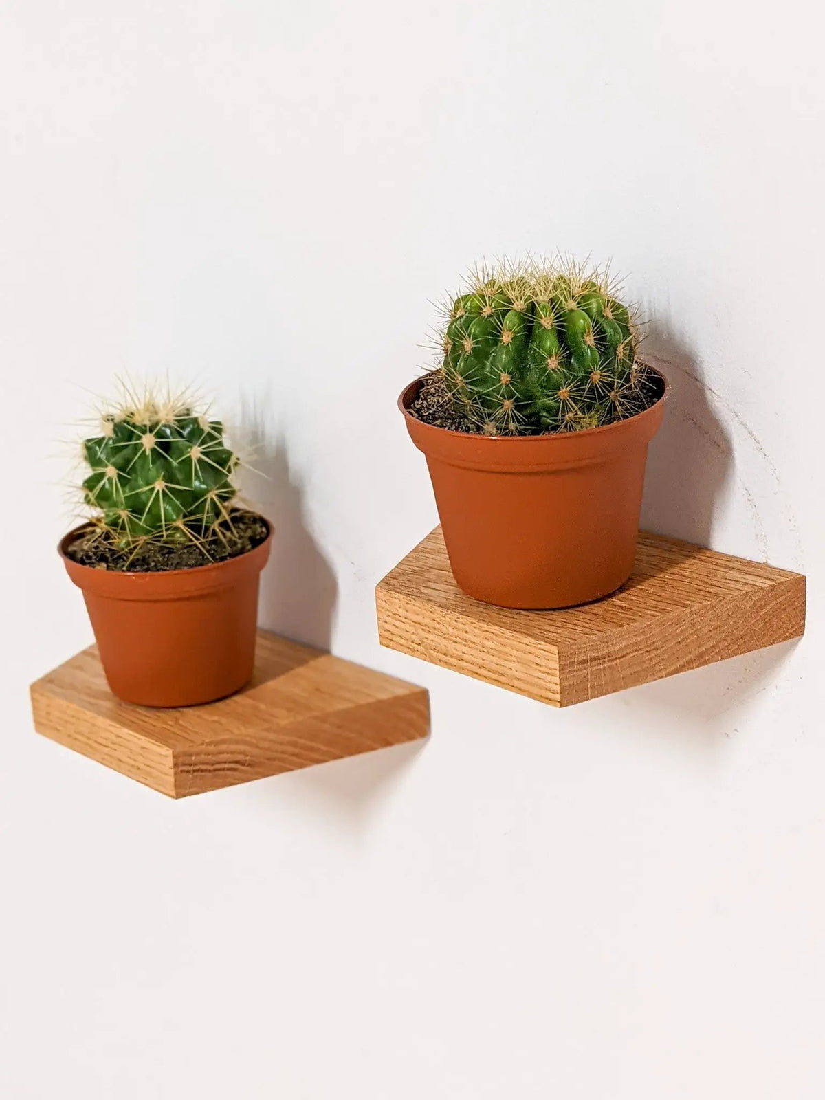 Small Trapezoid Display Shelf in Oak, photo 2 of 10