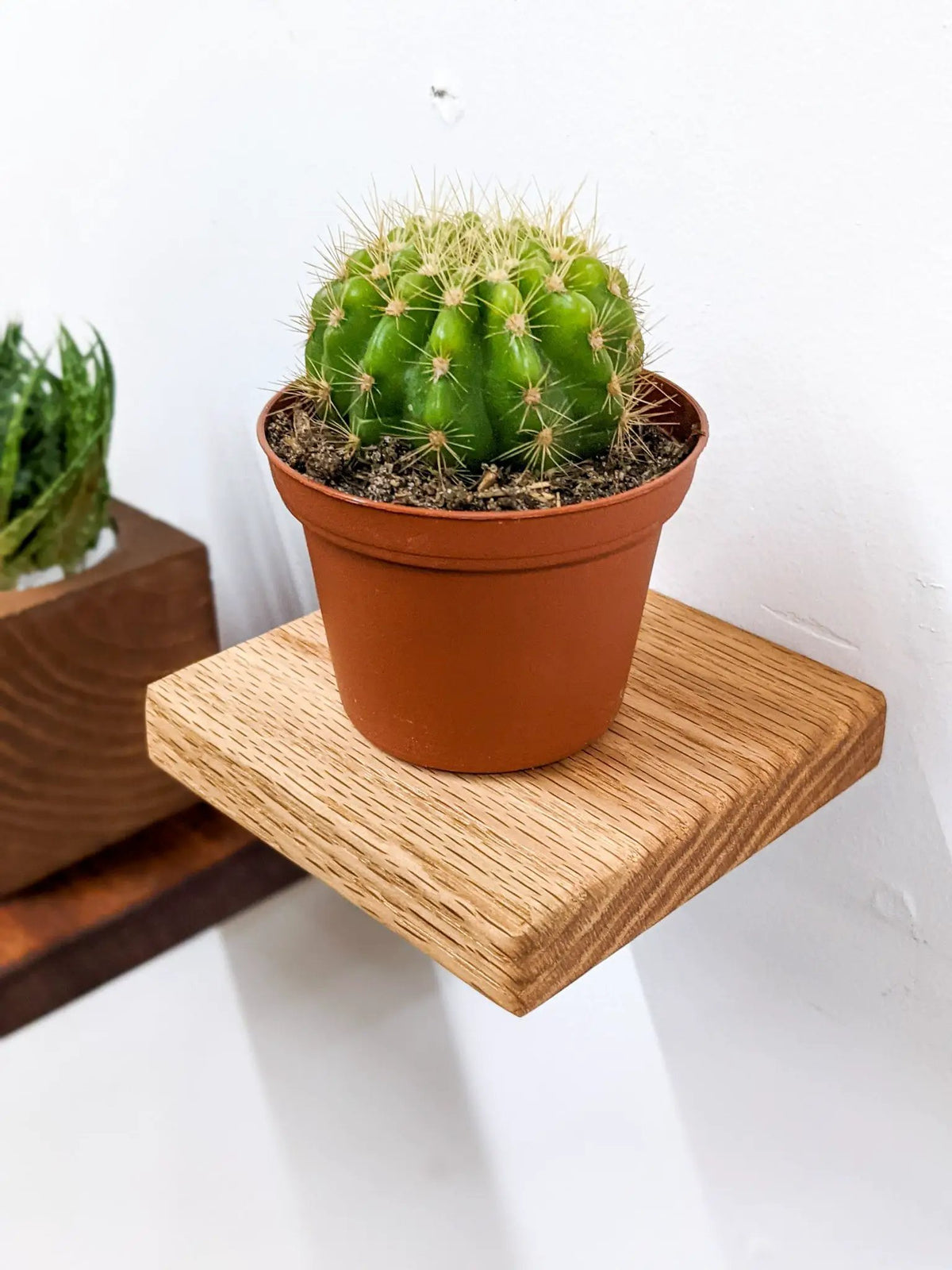 Small Square Display Shelf in Oak, photo 2 of 10