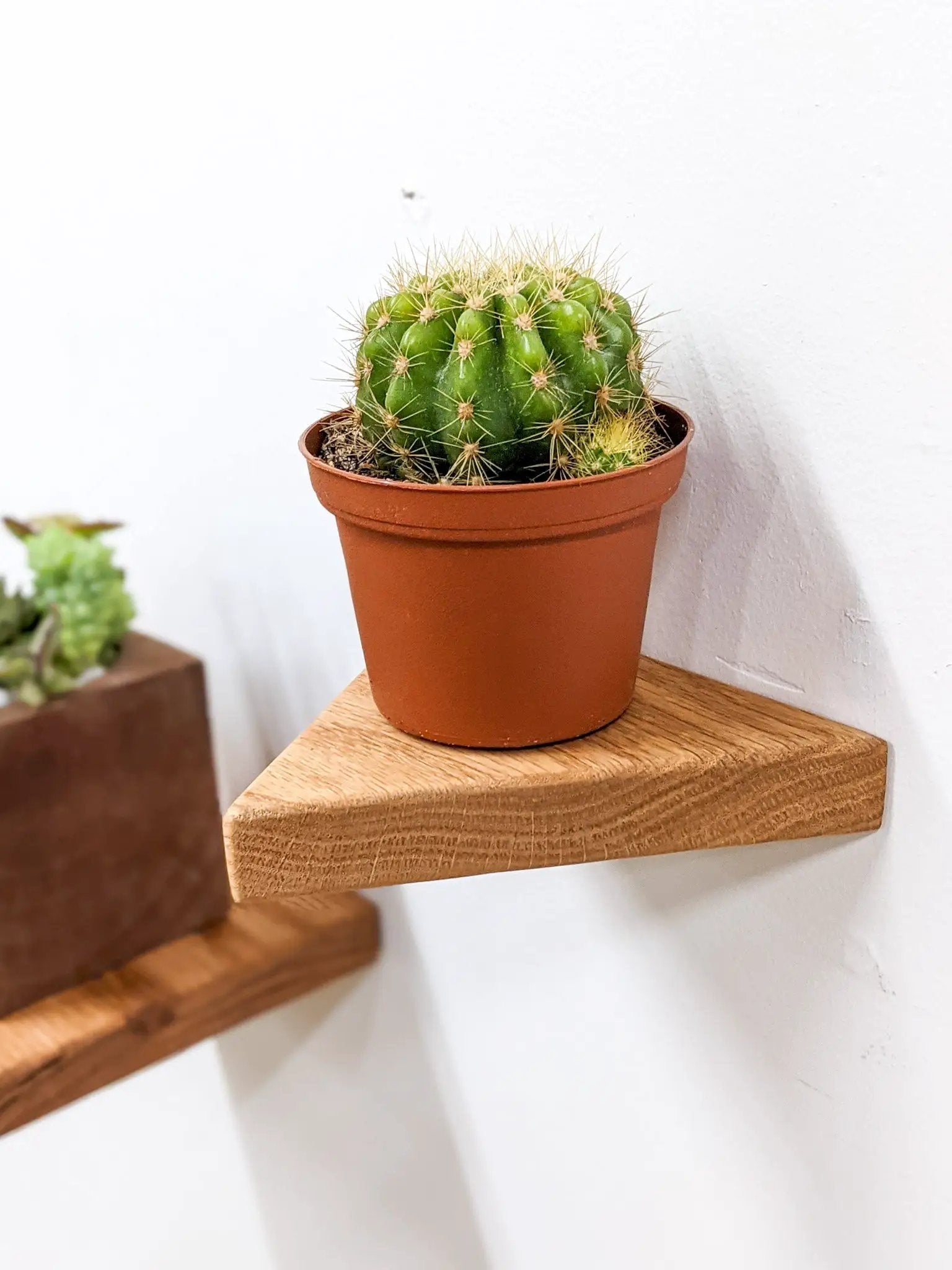 Small Triangle Display Shelf in Mahogany by NookWoodworking