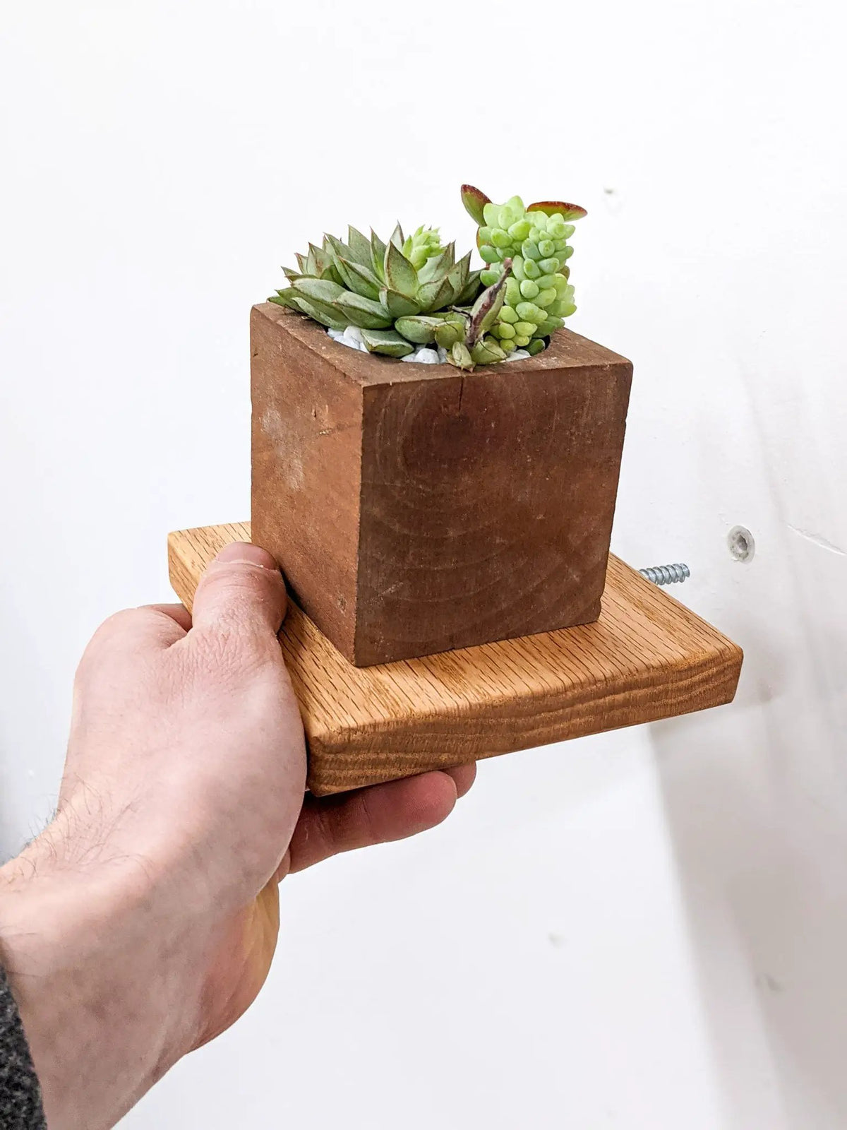Small Square Display Shelf in Oak, photo 5 of 10