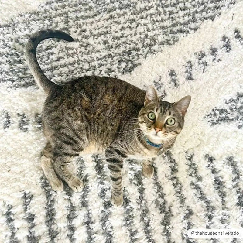 Trunding Plush Area Rug by Boutique Rugs