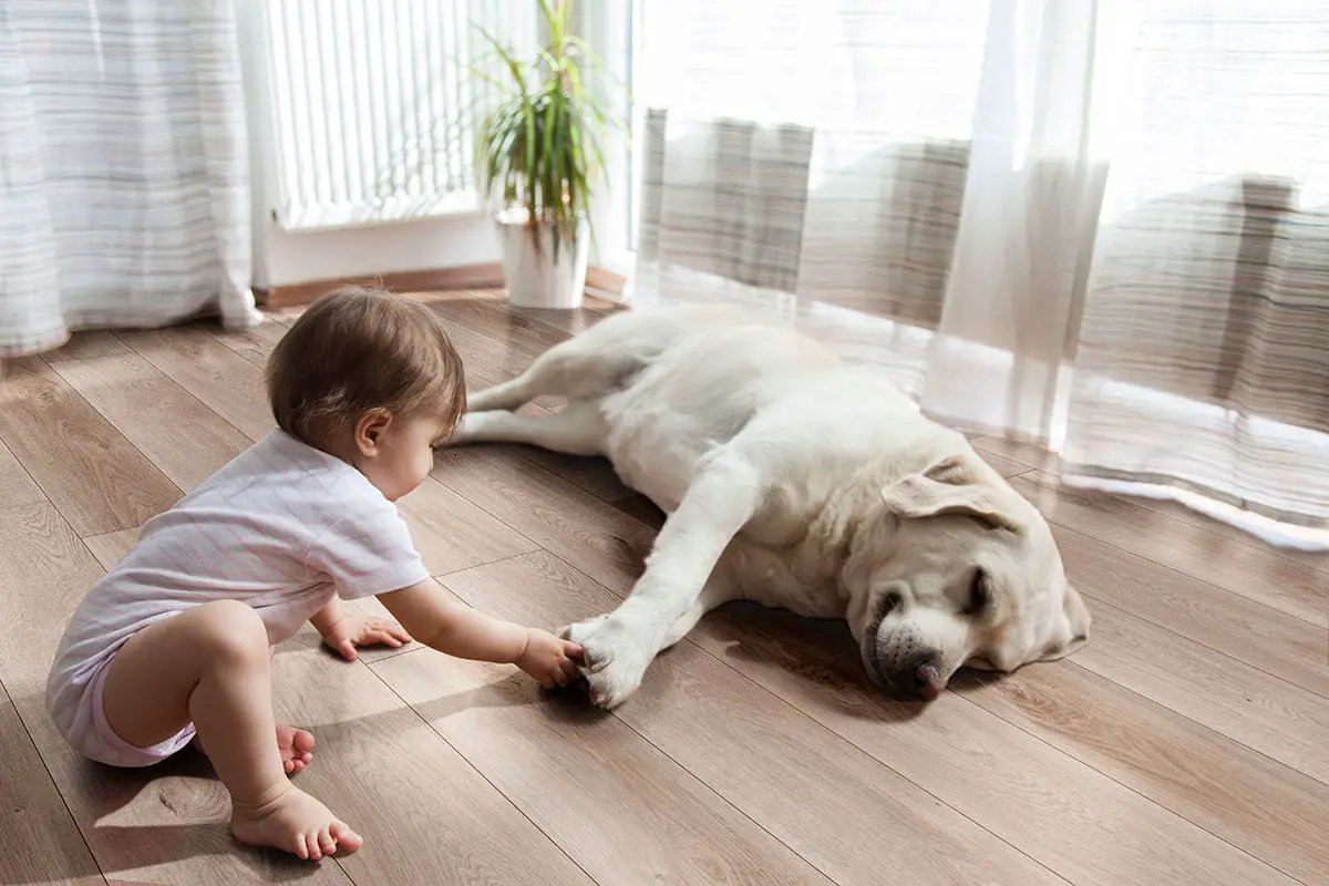 Xl Prescott Whitfield Gray Matte Wood Look Lvt Planks 9x60 in a finished room