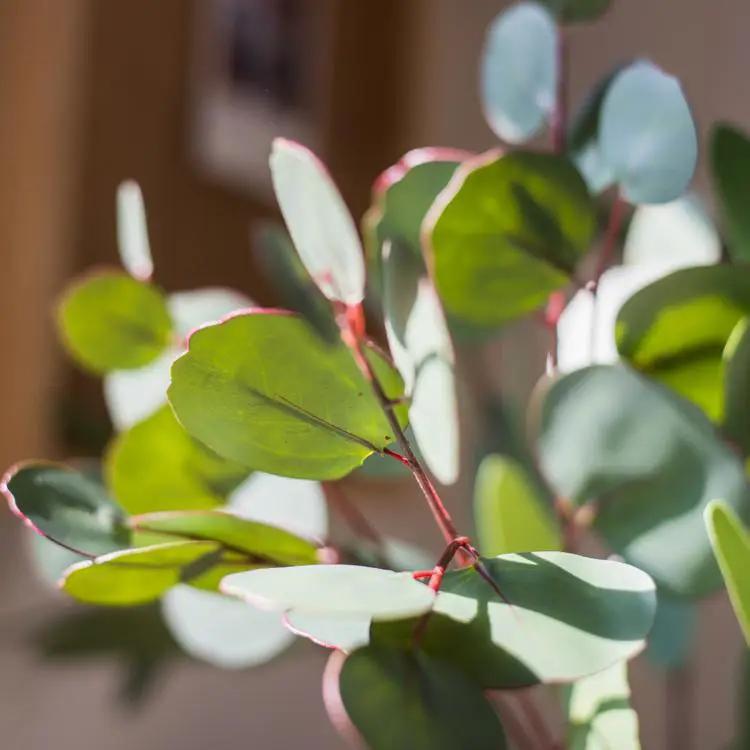 Artificial Faux Eucalyptus Leaf in Various Shapes by RusticReach