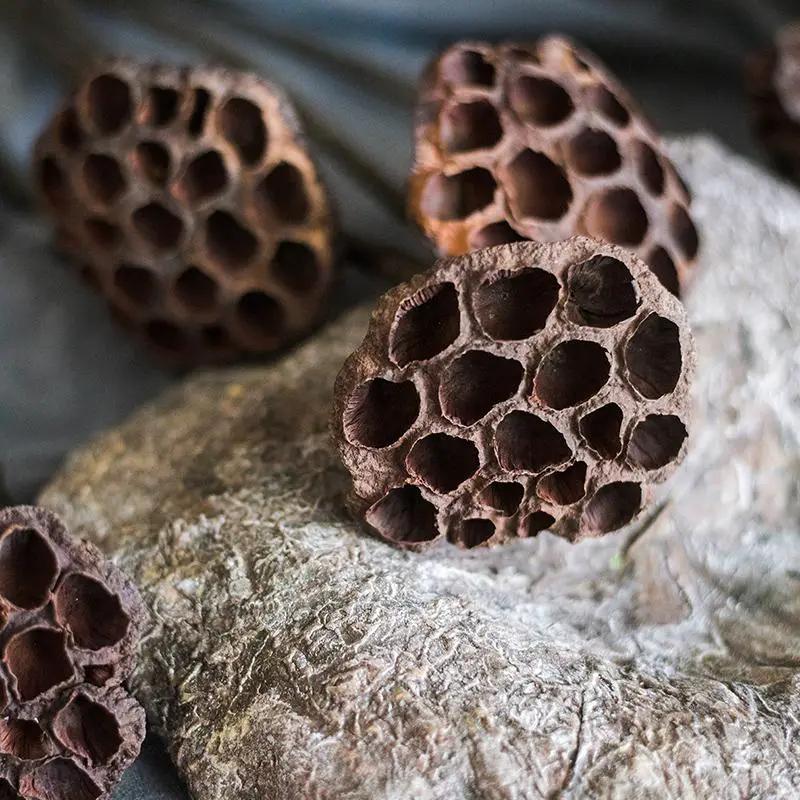 Artificial Lotus Dried Lotus Leaf and Pod by RusticReach