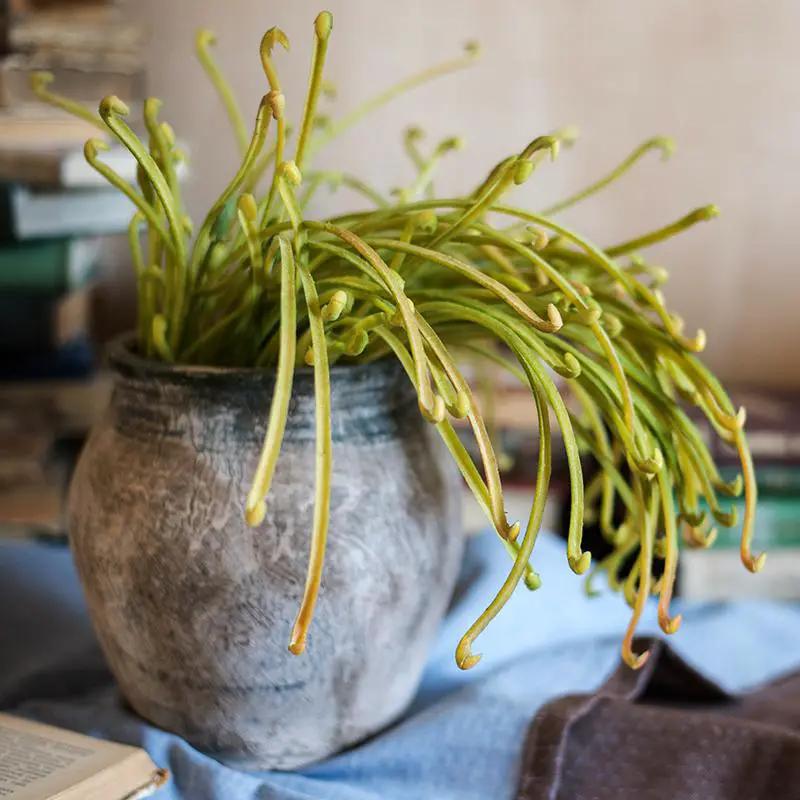 Artificial Plant Green Sarracenia Stem 12" Tall by RusticReach