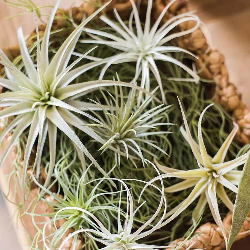 Artificial Faux Tillandsia Capitata Stem Randomly Picked Set of 5 by RusticReach