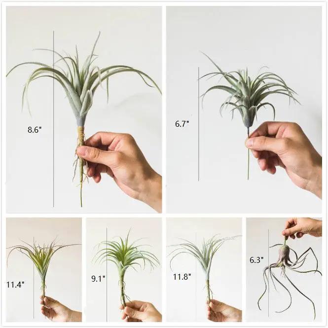 Artificial Faux Tillandsia Capitata Stem Randomly Picked Set of 5 by RusticReach