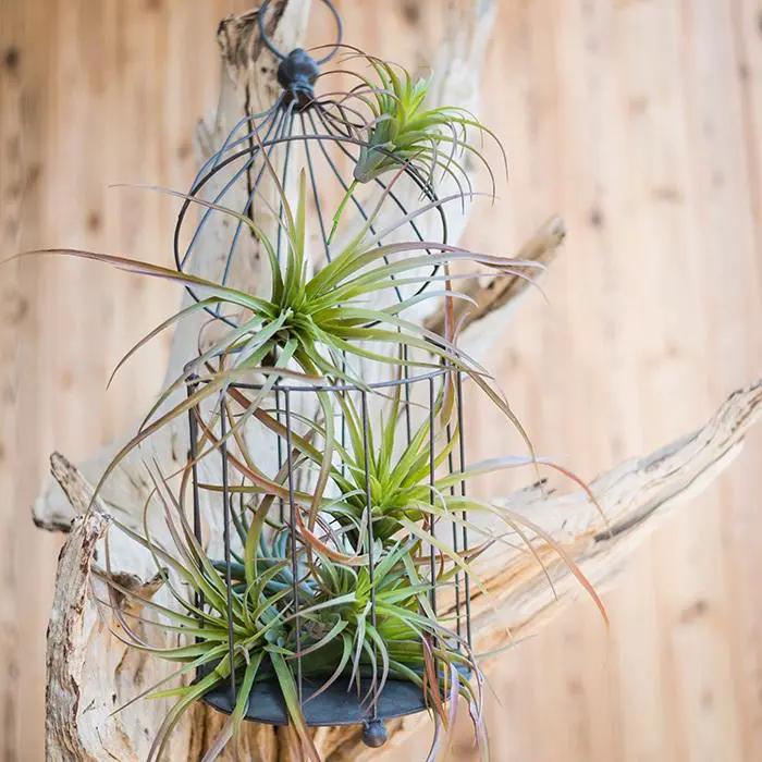 Artificial Faux Tillandsia Capitata Stem Randomly Picked Set of 5 by RusticReach