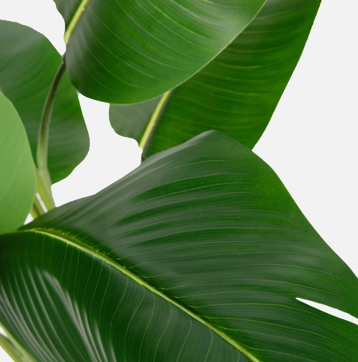 Bird of Paradise Artificial Plant 6 ft Tall Faux Banana Leaf Tree by HouseOfZazla