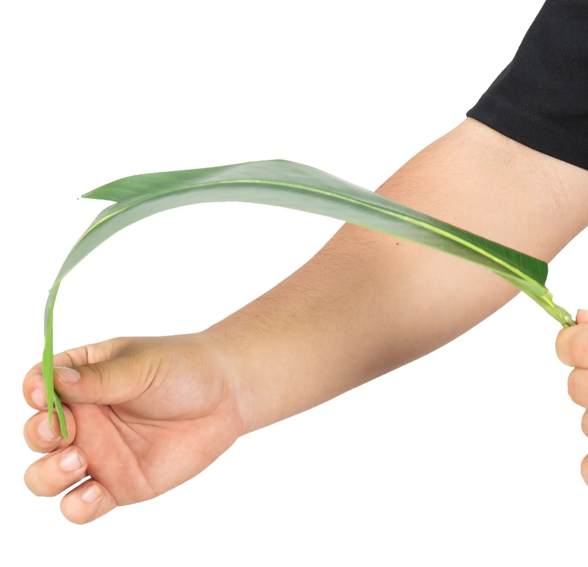 Bird of Paradise Artificial Plant 6 ft Tall Faux Banana Leaf Tree by HouseOfZazla
