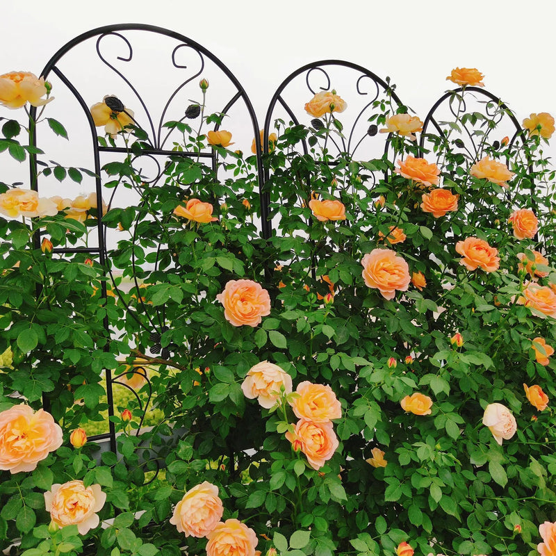 4 Pack Metal Garden Trellis by HouseOfZazla